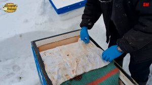 пчеловодство, Ульи ППС Пеноулк, контроль сырости в лежаке, хорошая зимовка, сухо, сырости нет