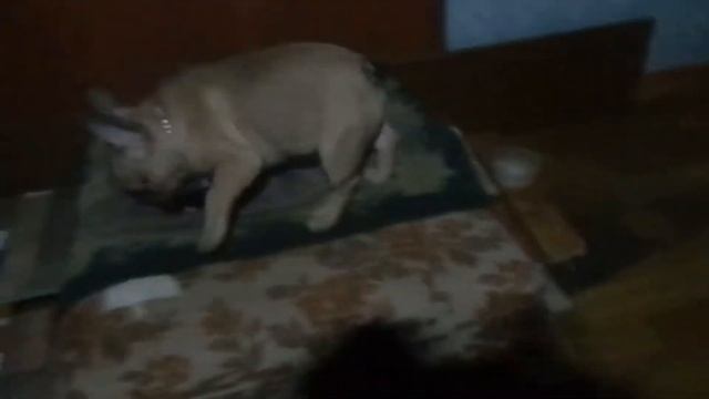 french bulldog and leatherman смотреть онлайн