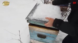 пчеловодство, контроль зимовки, клубы располагаются правильно, зимовка пчел на улице