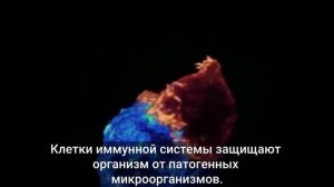 Клетки иммунитета Т киллеры за работой