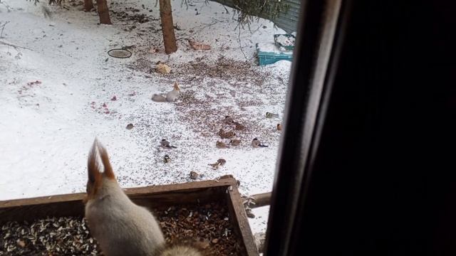 К нам щегол прилетел. смотреть онлайн