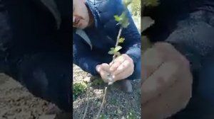 Сават. прививка персика на сливу .22 апрель