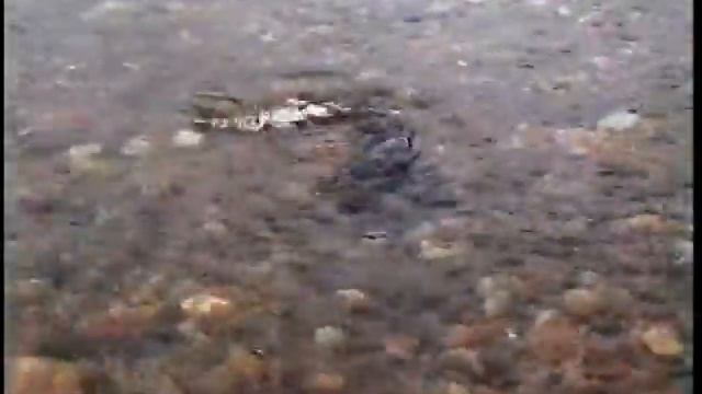 BigFish2 смотреть онлайн