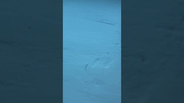 О ПИТАНИИ ХОМЯКА!РАЦИОН МОЕГО ХОМЯКА! СОВЕТЫ ПО СОДЕРЖАНИЮ!