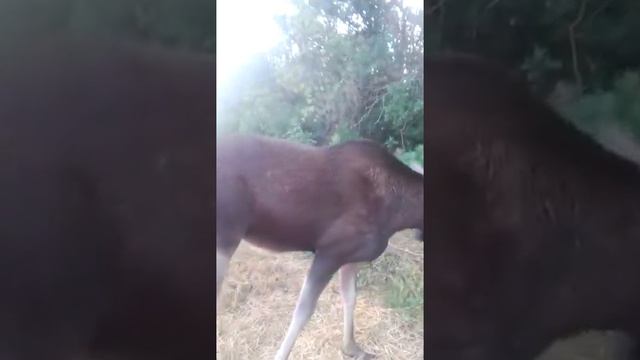 Лосиха Соня в Ломовском парке