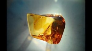 Доисторические насекомые в янтаре