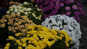 Хризантемы Мультифлора