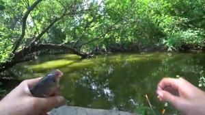 Рыбалка на карася в июле.
