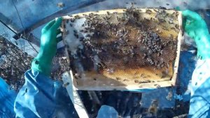 весенние работы на пасеке полный осмотр семей Ищем матку проверяем на наличие кормов