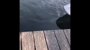 Щука охотится на утку.
