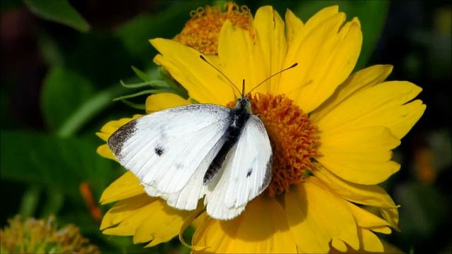 БАБОЧКИ СЕНТЯБРЯ смотреть онлайн