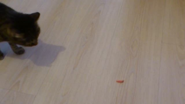 2013 Ловим кошек. Дубль два смотреть онлайн