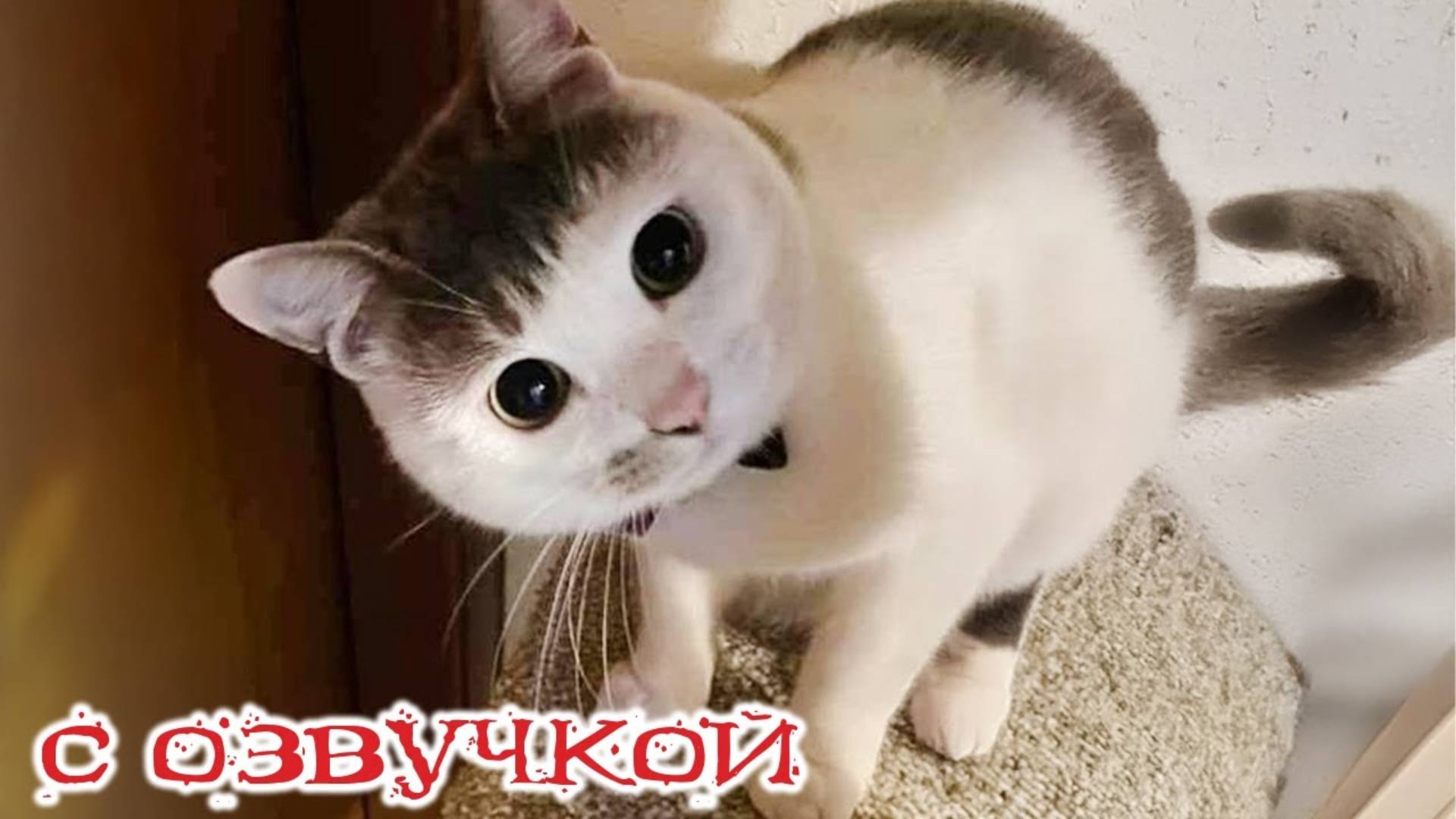 Приколы с котами! С ОЗВУЧКОЙ! ТАКИЕ смешные коты и собаки! - Самые смешные животные!