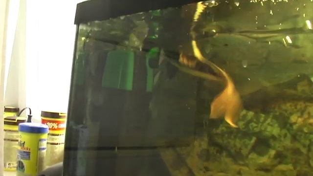 Краснохвостый сом