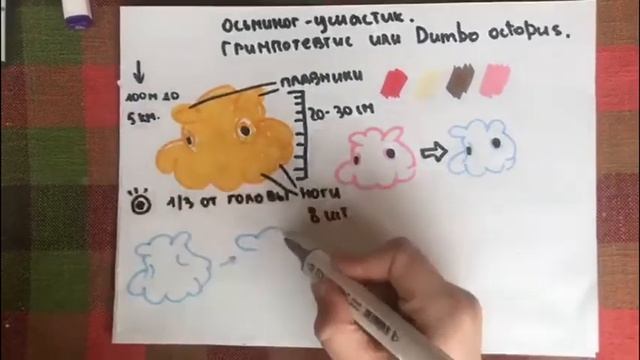 осьминог ушастик смотреть онлайн