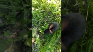 Домашний кролик.