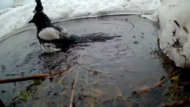 сорока купается зимой смотреть онлайн