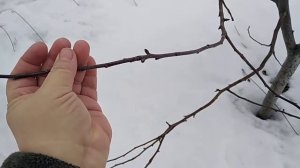 ПРИВИВКИ САДА ВЕСНОЙ. Надо Успеть Заготовить Прививочный Материал!!!