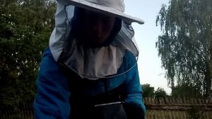 Соединение роя с пчёлами Пчеловодство 2021года