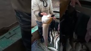 белорыбица ч.2