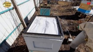 осмотр проблемной семьи, весенние работы на пасеке