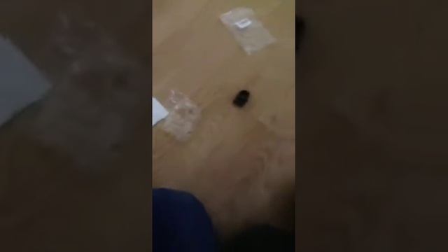 Beyblade Kreis Cygnus flash saggittario fusion hades unboxi смотреть онлайн