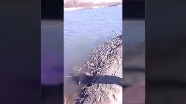 Настя ловит рыбу 🐟 🐟 🐟 смотреть онлайн