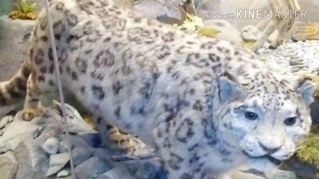 В Дарвинском музее смотреть онлайн