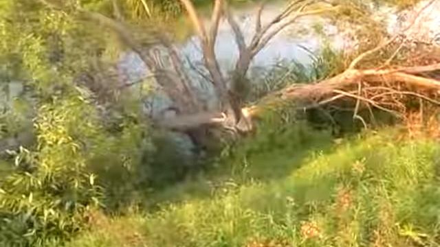 Бобриная работа