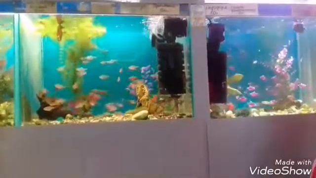 Друг для дегу смотреть онлайн