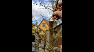 Прививка груши