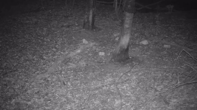 Фотоловушка) реакция косули, кабана и куницы на батоны хлеба. смотреть онлайн