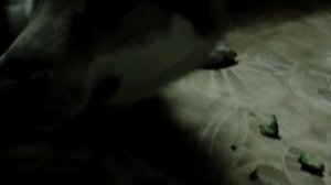 Волк вегетарианец!