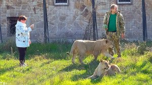 Симба не отходил от Олега Зубкова и они поднялись на Скалу Славы ВМЕСТЕ! Арбузы в новом вольере!