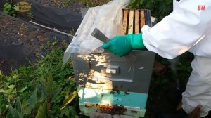 ПЧЕЛОВОДСТВО. простой способ подготовки пчел в зиму