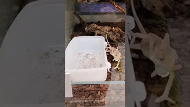 Как кушает хамелеон смотреть онлайн