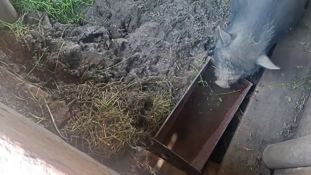 Купили доски / Делаем дверь в свинарнике смотреть онлайн