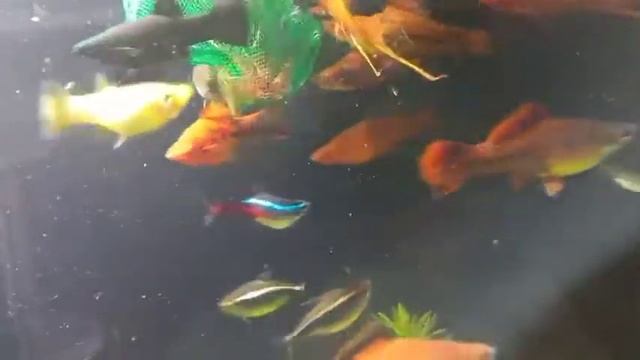 Поедание мотыля смотреть онлайн