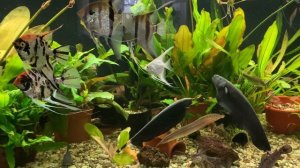 Стычка Ножей. Аквариум 400л.