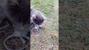 Кот ест Крысу,Крыса без головы,The cat eats the Rat, Chris without a head,
