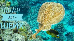 Египет/Красное море/подводный мир/Ras Um Sid/Egypt/Red sea/2023