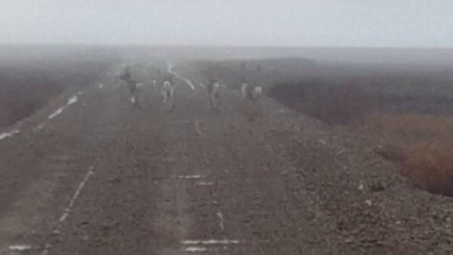 Олешки! смотреть онлайн