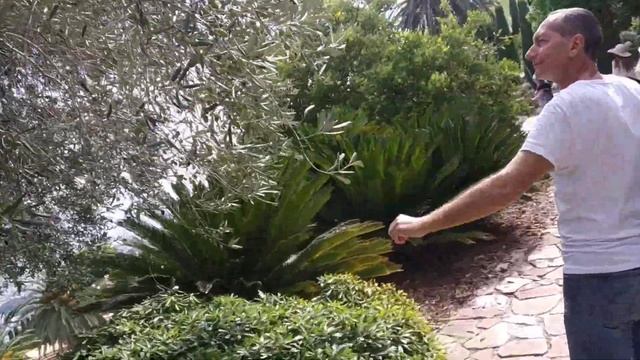 Спуск по Бахайским садам смотреть онлайн