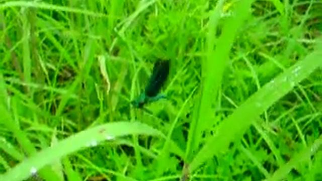 Calopteryx japonica смотреть онлайн