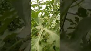 Привитые арбузы. 2018г. Тульская область. 24 июня.