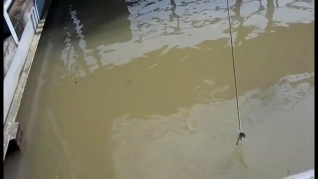 Арапайма