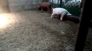 Поросята породы Ландрас+КБ. Возраст 1мес.10дней.