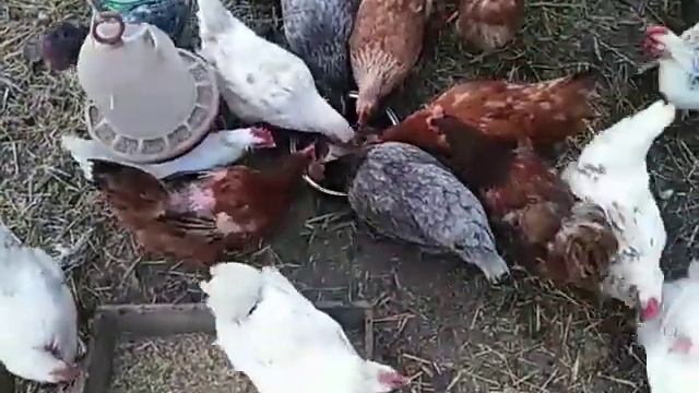 Сбор яиц 🥚🥚🐔