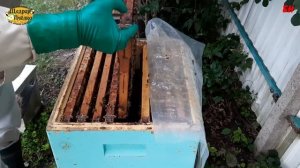 пчеловодство, работа на пасеке обработка от клеща и сокращение семей