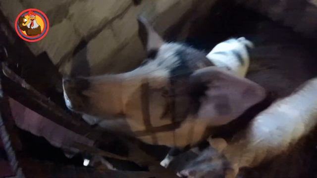 Дробилка для зерносмеси и мои доработки.